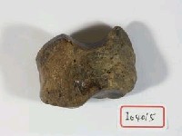 牛腕骨藏品圖，第1張